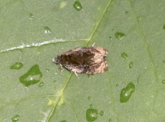 Olethreutes nigranum