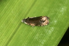 Olethreutes nigranum