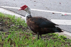 Cairina moschata domestica