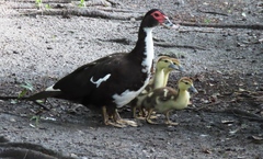 Cairina moschata domestica