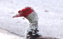 Cairina moschata domestica