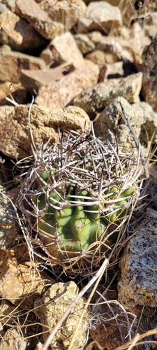 Eriosyce clavata