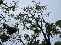 Plumeria alba