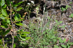 Bombus nevadensis