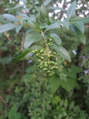 Ligustrum vulgare