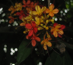 Saraca asoca