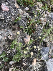 Antennaria monocephala