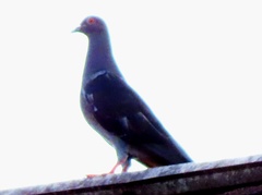 Columba livia domestica