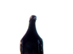Columba livia domestica