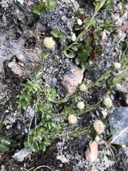 Antennaria monocephala