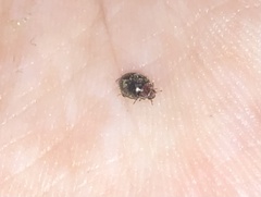 Rhyzobius lophanthae