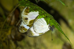 Hypolimnas deceptor deludens