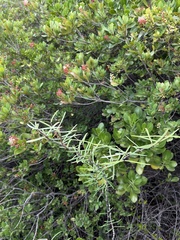 Euphorbia articulata