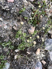 Antennaria monocephala