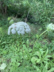 Daucus carota