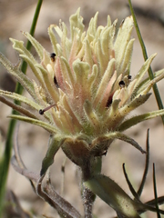 Castilleja nana