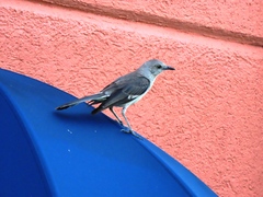 Mimus polyglottos