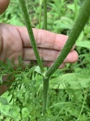 Daucus carota
