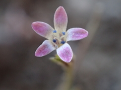 Allophyllum capillare