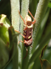 Xylotrechus insignis