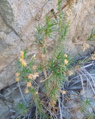 Pleocarphus revolutus