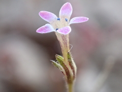 Allophyllum capillare