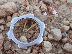 Allophyllum capillare