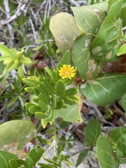 Borrichia arborescens
