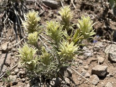 Castilleja nana