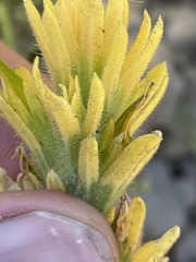 Castilleja applegatei breweri