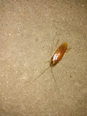 Ischnoptera bilunata