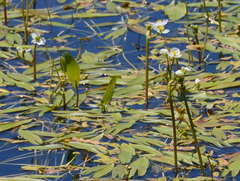 Sagittaria cuneata