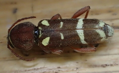 Xylotrechus insignis