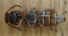 Xylotrechus insignis