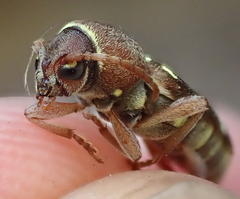 Xylotrechus insignis