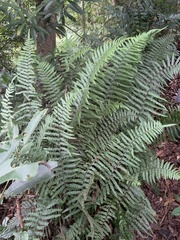 Microlepia hookeriana