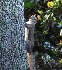 Sciurus carolinensis