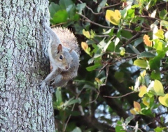 Sciurus carolinensis