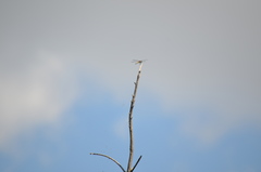 Libellula quadrimaculata