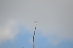 Libellula quadrimaculata