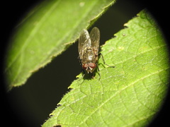 Polleniidae