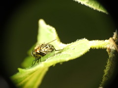 Polleniidae