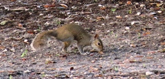 Sciurus carolinensis
