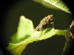 Polleniidae
