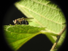 Polleniidae