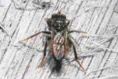 Cyrtopogon auratus