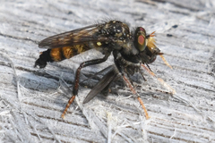 Cyrtopogon auratus