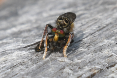 Cyrtopogon auratus