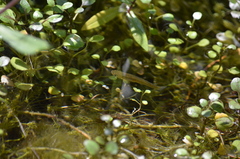 Poecilia latipinna