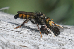 Cyrtopogon auratus